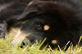 DOGUE DU TIBET 811